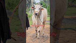 Rk Bulls Narasimha [upl. by Anderson861]