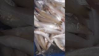 lady fish fishery fish seafood food [upl. by Odrareg]