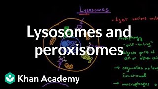 Lysosomes and peroxisomes  Cells  MCAT  Khan Academy [upl. by Beatty949]