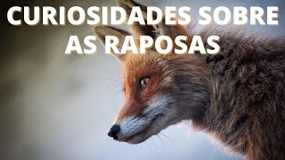 Curiosidades Sobre as Raposas [upl. by Klinges871]