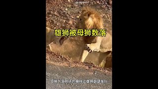 雄獅與心儀的母獅敘舊，豈料卻被原配夫人撞見！實在太慘了！ 動物世界看人生百態 獅子 動物世界精彩片段 神奇動物在這裡 [upl. by Xonk62]