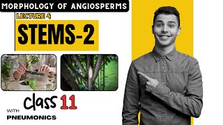 Morphology of Angiosperms Stem Part 2  Lecture 4  Class 11  Easy Explanation with Mnemonics [upl. by Aidam]