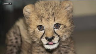 Zoo Miami welcomes Winston the cheetah new animal ambassador [upl. by Eitteb]