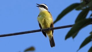 Great Kiskadee Calling and Feeding [upl. by Hudnut]