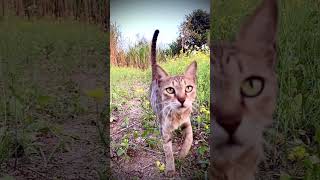 Meow Meow Biralo Myau MyauPopularCat Sound EffectBiralo KidsChildren Music Meow Meow Sound [upl. by Tatianna]