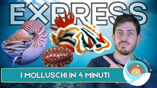 GASTEROPODI BIVALVI CEFALOPODICHITONI SCAFOPODI MOLLUSCHI IN 4 MINUTIBIOMARE EXPRESSSUB H2O [upl. by Atikim]