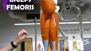 SBVC ANATOMICAL MODEL of the LEG MUSCLES practical exam anatomy physiology anatomical model college [upl. by Nolahc]