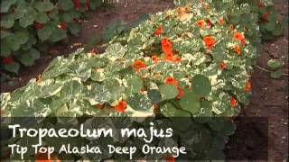 Tropaeolum Majus from Mr Fothergills Seeds Ltd [upl. by Carrew]