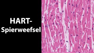 Hartspierweefel de histologiemicroscopie van de hartspiercellen [upl. by Eiahpets]