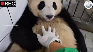 Vietsub Huibao được ông Kangbao gãi bụng sữa Ruibao ngậm tô đi xin sữa 🤣🐼 [upl. by Trovillion]