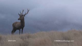 Deer stag in tussock grass stormy grey clouds in background South Island New Zealand [upl. by Kolosick325]