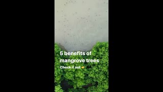 Benefits of Mangrove Trees 👏 [upl. by Bevvy503]