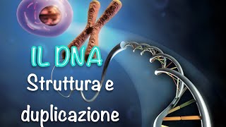 La struttura del DNA e la sua duplicazione [upl. by Weinshienk985]