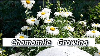 Chamomile Growing  Growing Chamomile From Seed  Chamomile Plant Care [upl. by Lauren]