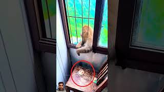 monkey animals funny cat pets naughty [upl. by Llejk928]