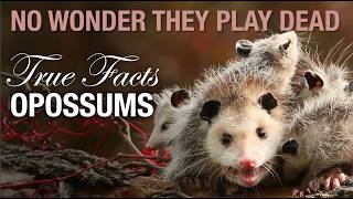 True Facts NotDead Opossums and Their Weird Defenses [upl. by Baron179]