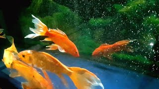 Best Catfish Catching Videos and Finding Surprise Colored Eggs Zebra Fish Three Tailed Fish Koi [upl. by Ninel]