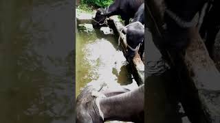 Top calf of buffalo cow cowfarm cattlefarm farming dairyfarm dairyfarming milking video moj [upl. by Crawley497]