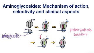 Aminoglycosides Mechanism of action Selectivity and Clinical aspects  Infectious Diseases [upl. by Farrel]