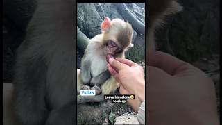 little monkey funny videotrending shorts shortvideo [upl. by Anonyw]