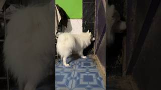 Indian spitz dog barking  Indian spitz dog aggressive  Indian spitz dog  dog barking [upl. by Tiffy]