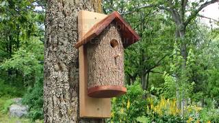 Homemade Bird Houses from a Natural Log DIY Nesting Bird Box [upl. by Auhsoj]