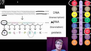 Genotypes and Phenotypes [upl. by Avad]