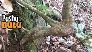 Berburu bahan bonsai di alam liar karakter unik dan keren [upl. by Diane-Marie]