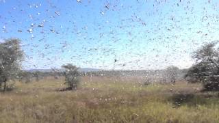 Locust crisis in Madagascar [upl. by Petigny]