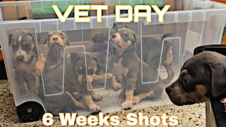 6 Weeks Shots Day XL American Bully Puppies Vlog [upl. by Tiat]