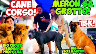 SOLID SI CANE CORSO KABOG NA KABOG ANG MGA ASO AT PUSA NGAYON SA GROTTO PET MARKET [upl. by Cassie]