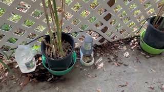 Clumping Bamboo in Containers 92024 [upl. by Pohsib]