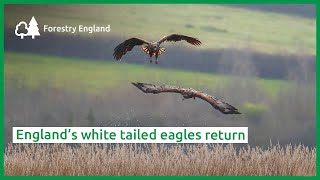 England’s whitetailed eagles return [upl. by Dulcy]