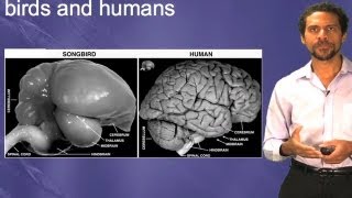 Bird and mammal brain homologies  Erich Jarvis DukeHHMI [upl. by Stutsman723]