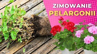 Jak przechowywać pelargonie przez zimę –2 sposoby [upl. by Aremmat209]