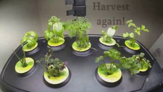 AeroGarden Herb Plants growing 35 day timelapse [upl. by Ttenaj]