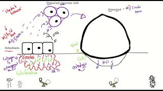 OsteoblastOsteoclast Video [upl. by Rhynd]