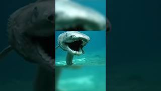 EXTINCT ANIMALS CAUGHT ON CAMERA 😰🦈 [upl. by Sverre]