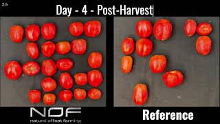 The NOF marketability test Sellable vs NonSellable tomatoes [upl. by Dikmen283]