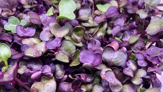 “Microgreens 101 Benefits and Insights with Samyak Himgreens” [upl. by Ytsenoh]