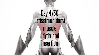 Day 430 Latissimus Dorsi origin and insertion [upl. by Esilanna]