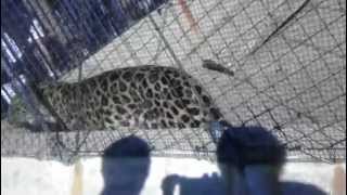 Amur Leopard pacing and snarling at the St Louis Zoo [upl. by Llennor]