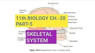 Class 11 BiologyCh20 Part5Skeletal systemStudy with Farru [upl. by Conrade]