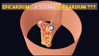 Is Visceral Pericardium SAME as Epicardium🤔 3D Visual Lecture [upl. by Yde]