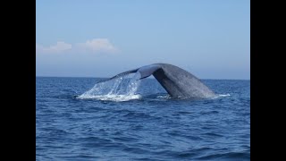 Blue Whale close encounter Newport Harbor California [upl. by Enedan433]