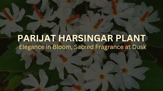 Parijat Harsringar Plant  Elegance in bloom [upl. by Micheal879]