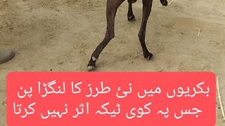 copper deficiencylameness in goatpechli tangon ka langrapanhind limb paralysis  Dr Bilal Gill [upl. by Asiruam903]