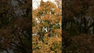 ASMR AUTUMN LEAVES CHANGING COLOURS THE FALL BREEZE IN THE BRANCHES RELAXING RELAX [upl. by Aurea]