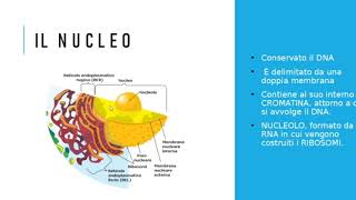 La CELLULA EUCARIOTA come è fatta spiegazione semplice e veloce [upl. by Nennahs]