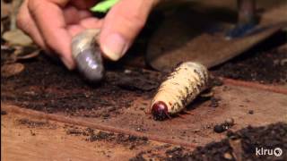 Big rhinoceros grub worms in compost John Dromgoole Central Texas Gardener [upl. by Netniuq]